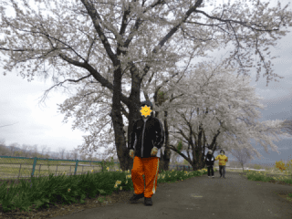 01桜並木を散歩する利用者様